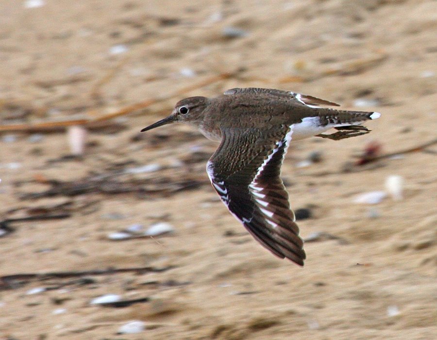 [Common+Sandpiper_Bako+Buntal+Bay_020309_IMG_8541.jpg]