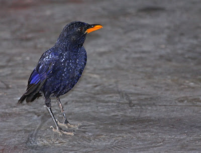 Blue Whistling Thrush