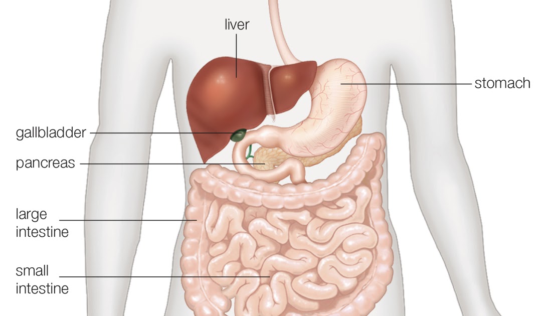 CATATAN APOTEKER ANATOMI DAN FISIOLOGI HATI