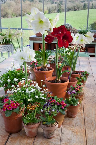[AMARYLLIS.jpg]