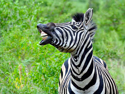 Free Spirit: Carnivores and Humans--How do we compare?