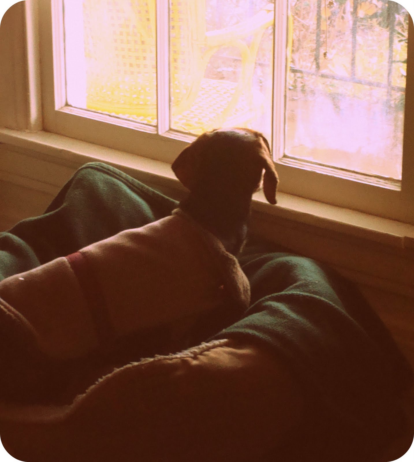 Why Does My Dog Drag Her Blanket Around at Diane Fisher blog