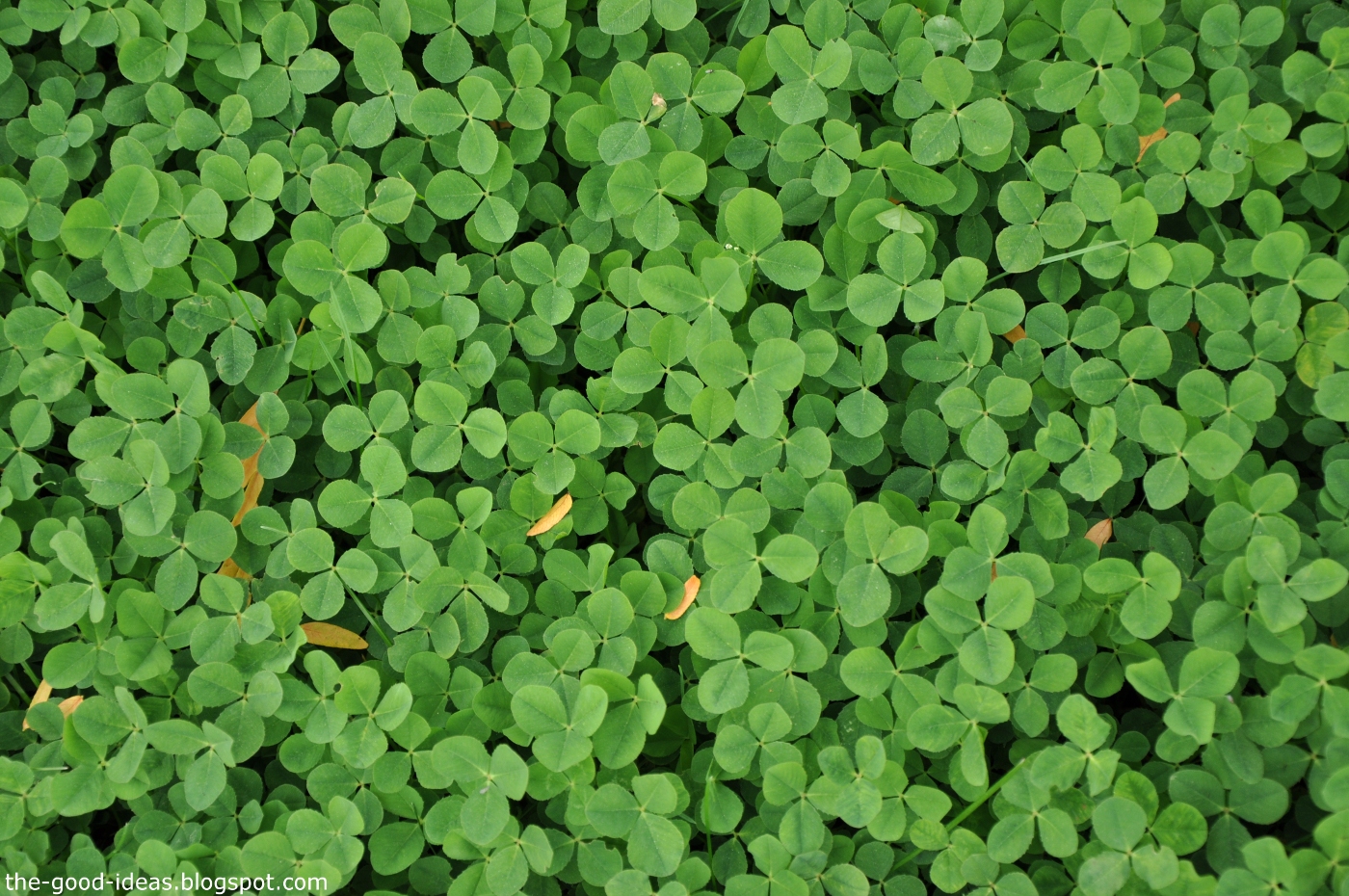 Only free images Clover leaves