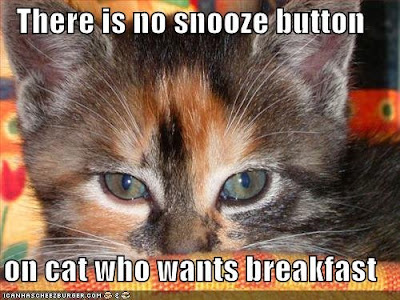 Cranky Lolcat