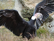 Habitat: El Condor de los Andes prefiere áreas de campo abierto que le . (condor)