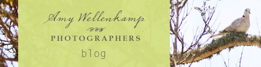 Amy Wellenkamp BLOG