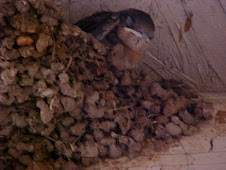 Baby Swallow in nest
