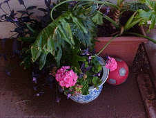 Plants on the Patio