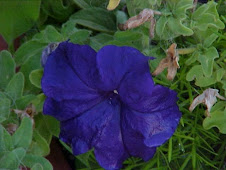 My favorite purple flowers