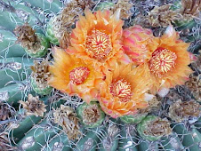 Cactus bloom after storm