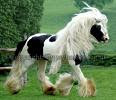 Gypsy horse in motion