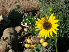 Sunflower in my rock garden