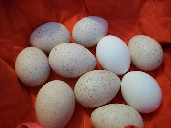 Spotted turkey eggs with white chicken eggs