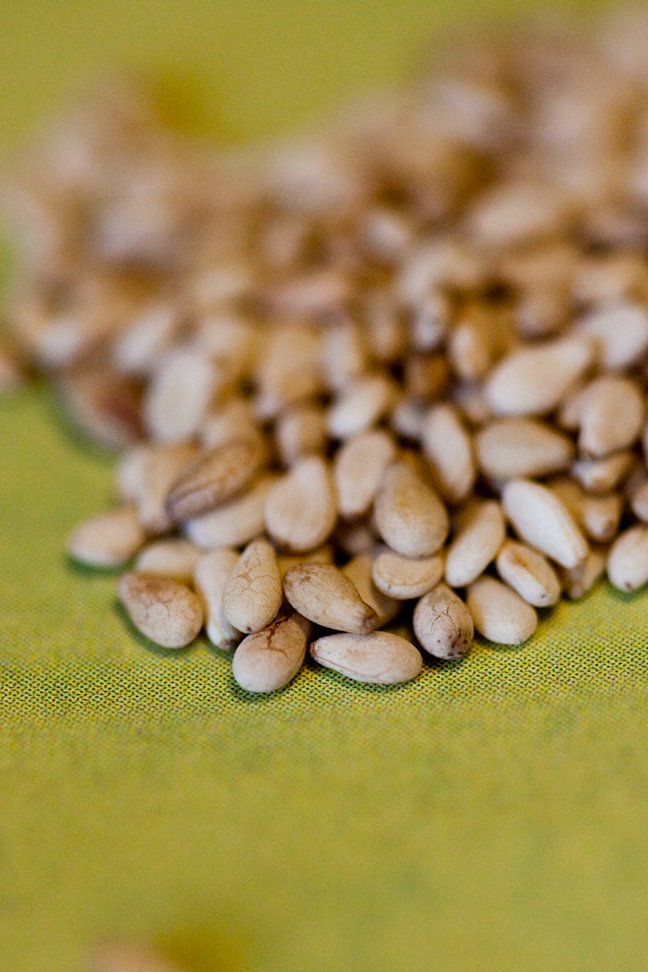 [Sesame+Seeds.jpg]