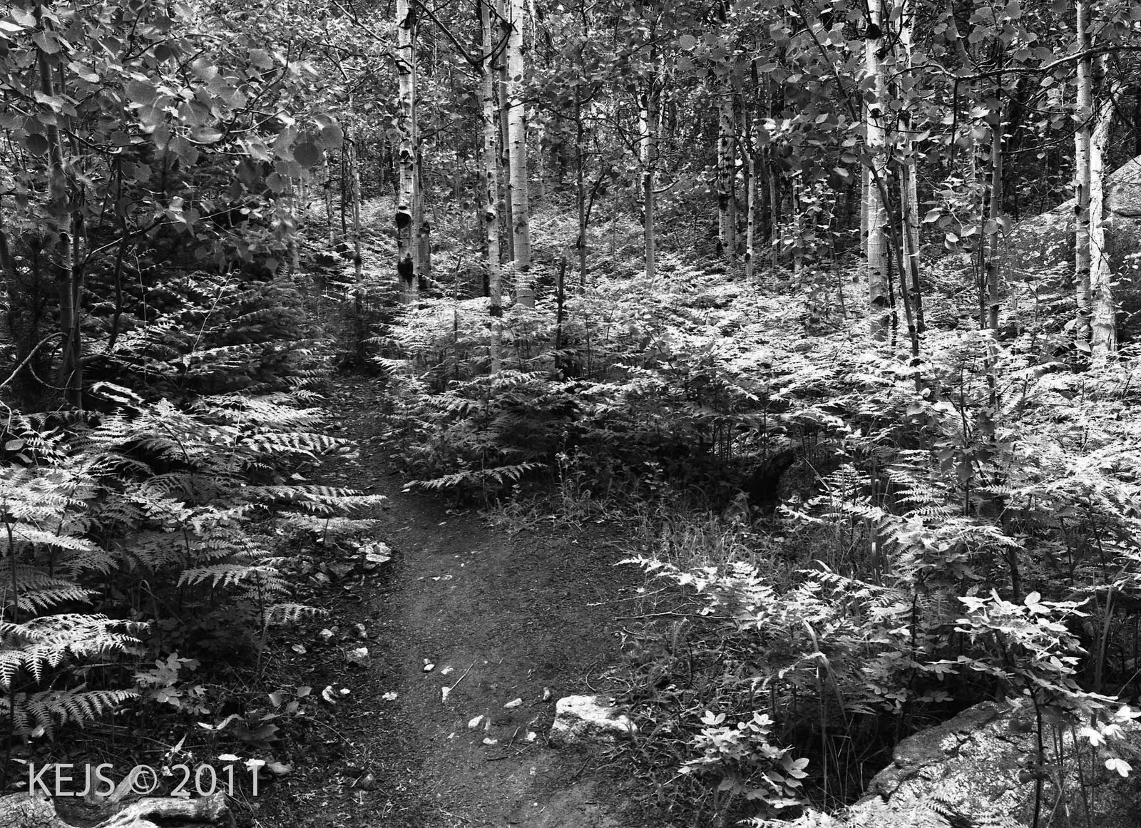My Vintage Cameras Rocky Mountain National Park Fern Valley