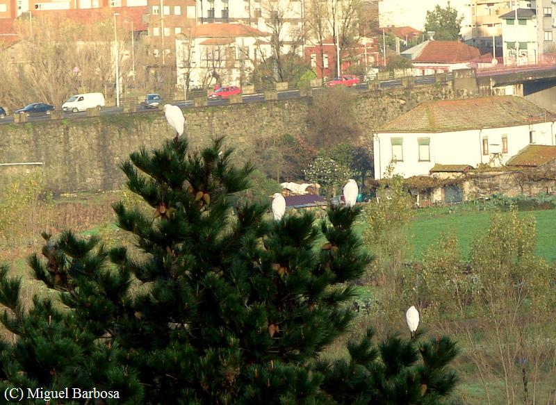 [Blog+Garla-boeira+2.JPG]