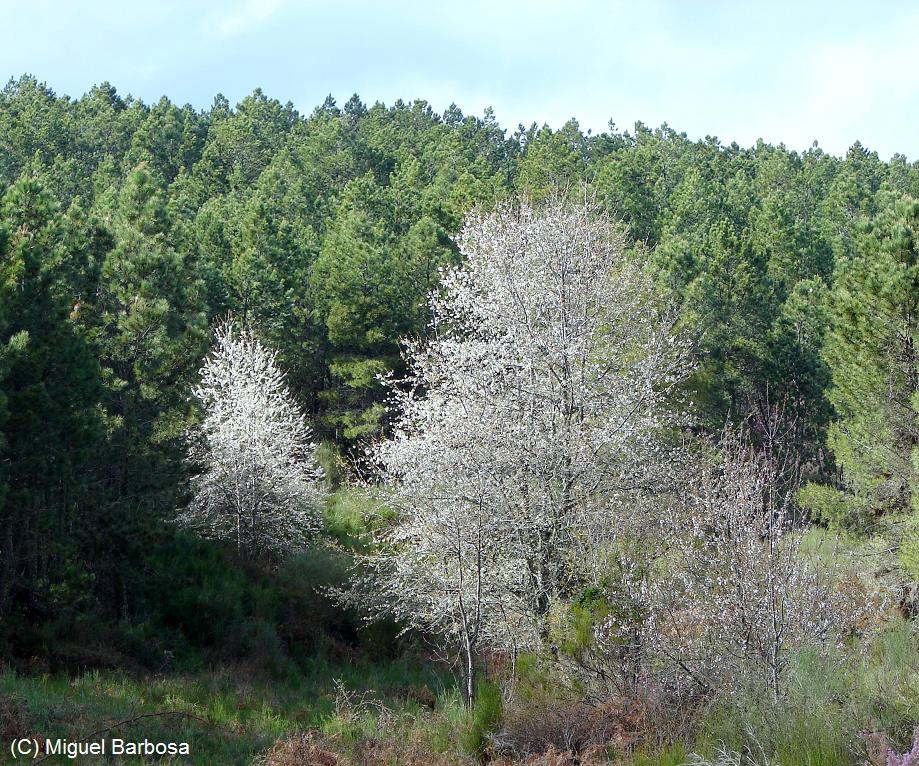 [Cerejeira+Blog1.JPG]