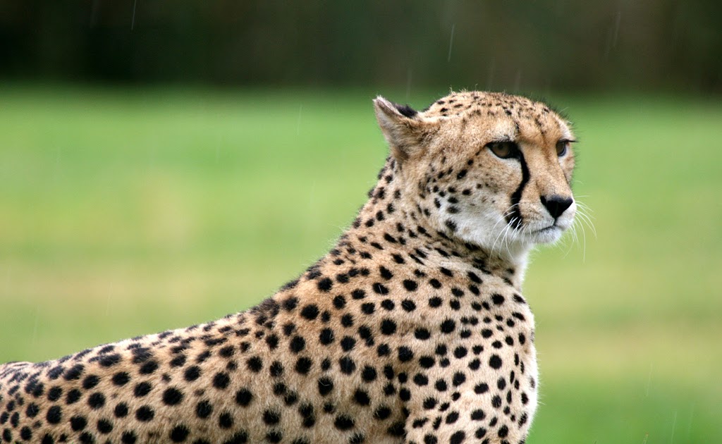 Mein schön Haus: Cheetah dan Leopard?