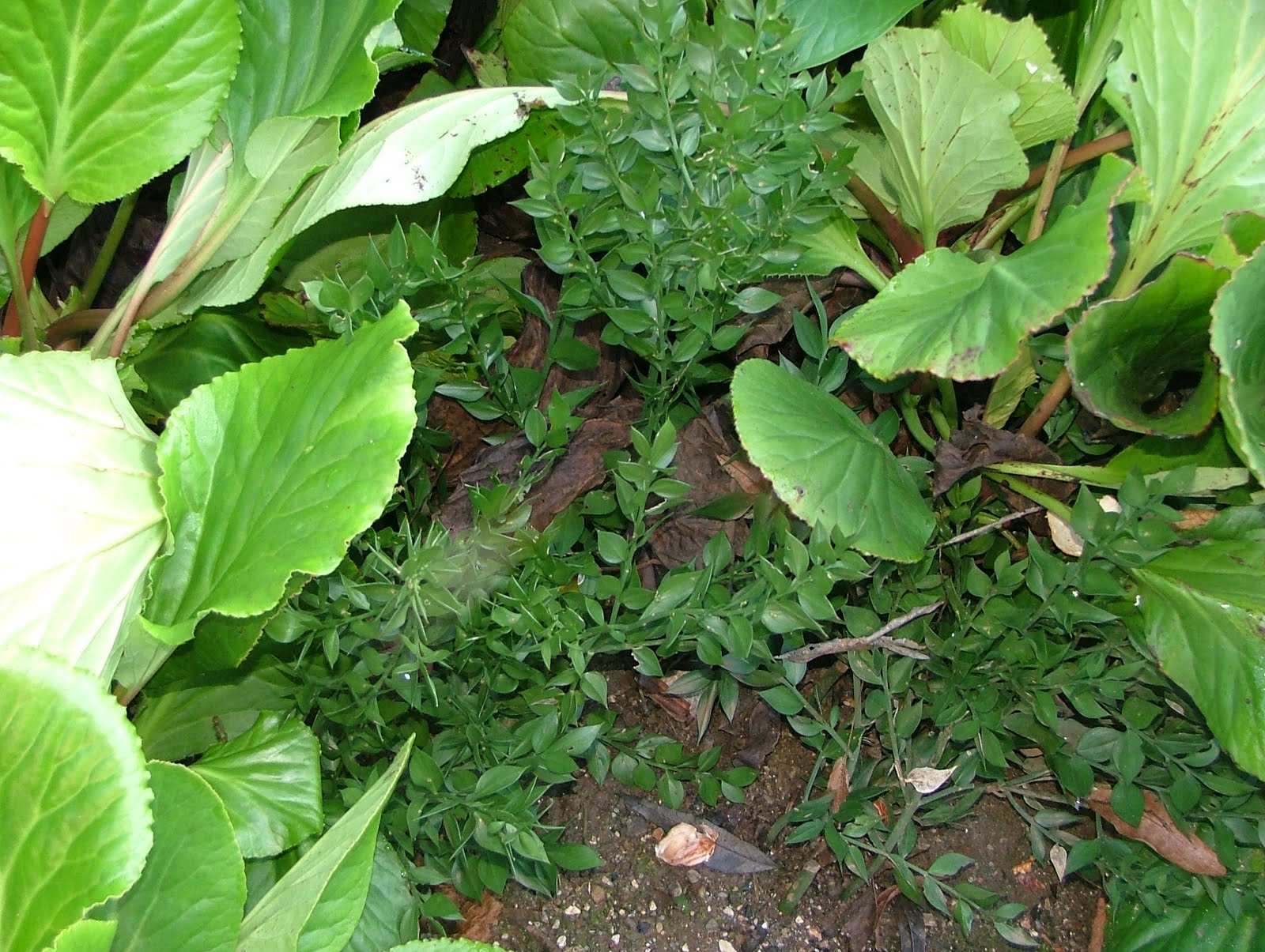 [DSCF8971.JPG]