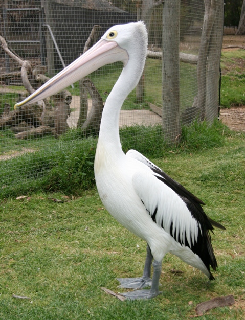 Big Australian Birds