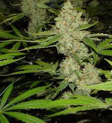 Lemon Ice Weed