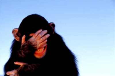 http://2.bp.blogspot.com/__KqaYlV3QFU/SYkRKPZW_kI/AAAAAAAAFj0/U7RnibcvKnE/s400/embarrassed-chimpanzee_tim-davis.jpg