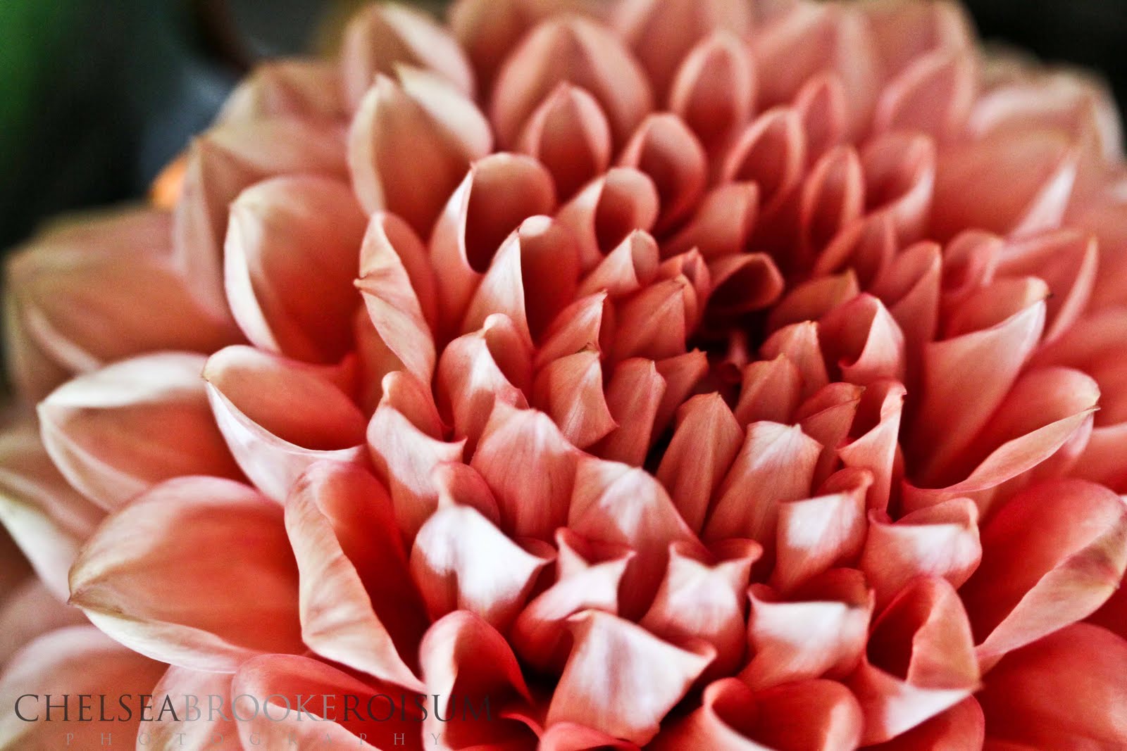 Petals and Stems October Wedding