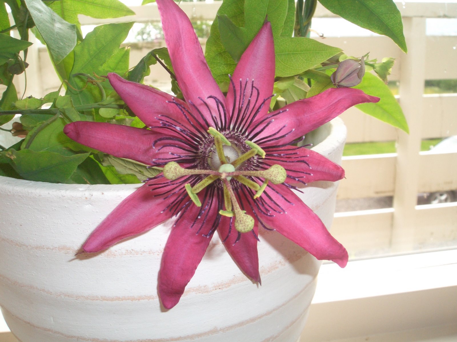 [Passiflora+001.jpg]