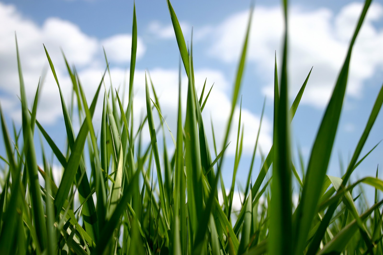 January 13. . .Live Life Like Grass. . .Determinedly