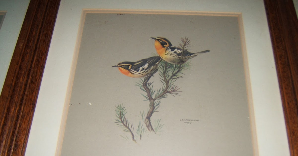 Fumble Fingers Antiques J. Fenwick Lansdowne Set of 6 Bird Art Prints