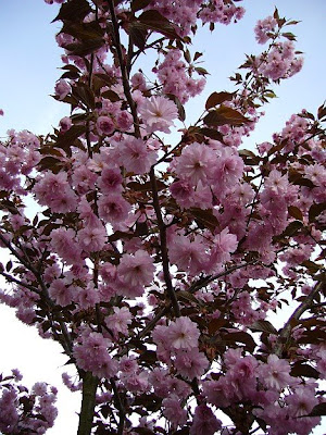 kwanzan flowering cherry tree pictures. Japanese flowering cherry.