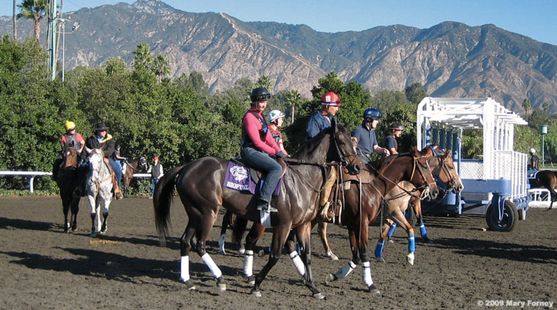 Breeders Cup Horses 2009