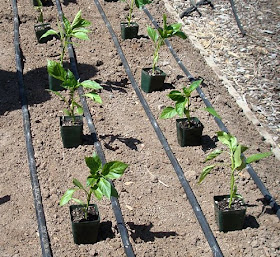 pepper plant gardening