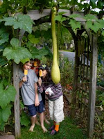 Trombetta di Albenga italian summer squash