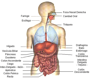 external image aparato-digestivo-anatomia-humana931.gif