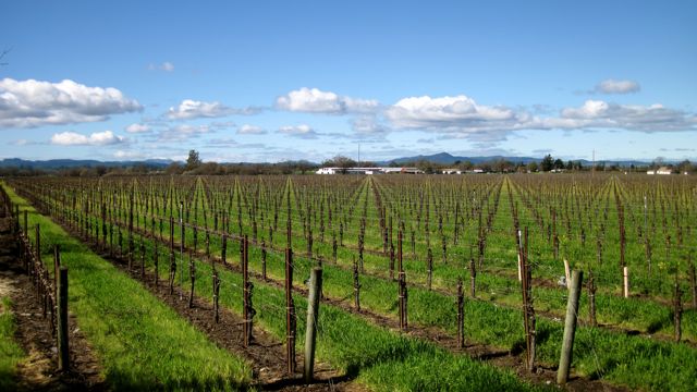 [Vines+in+Spring+2.jpg]