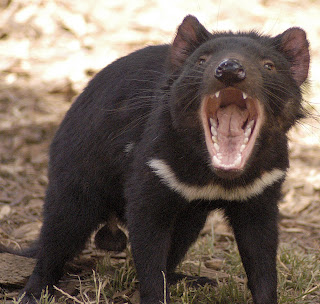 tasmanina devil very angry