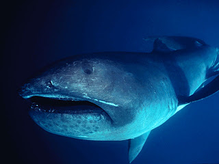 The Big Megamouth Shark