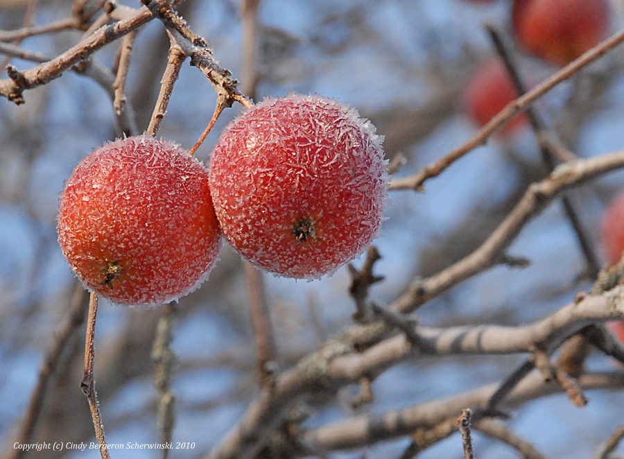 Country art snow painting christmas wreath moon print In My Life: December 2010