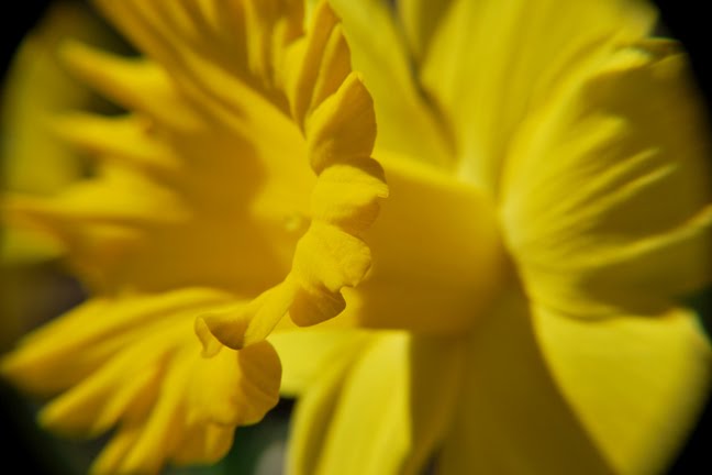 [Daffodil_0023.jpg]