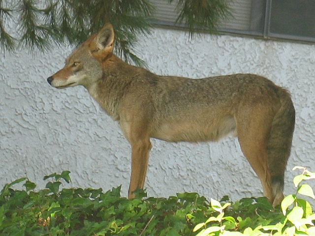 This Coyote Loves our Backyard!