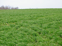 Winter Wheat Crop