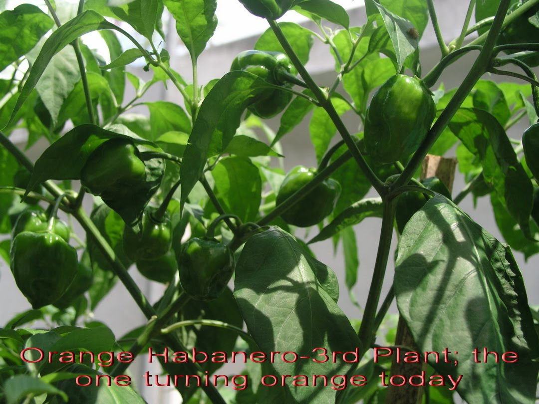 Growing Habaneros in Thailand Pods Turning Color on my Orange Habanero