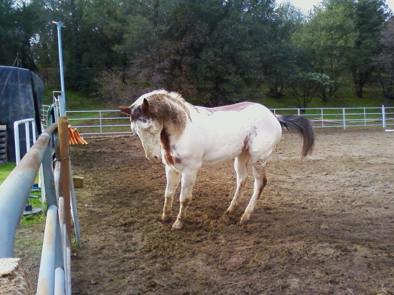 Safe Haven Horse Rescue Journal Judd, a Medicine Hat Paint