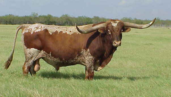 The longhorn large mammal is