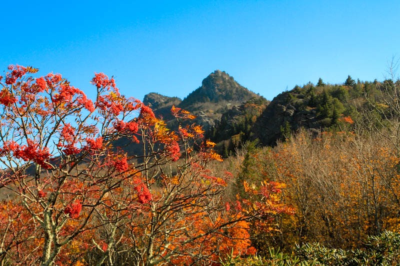 Wings & Wildflowers Fall Foliage in Asheville, NC