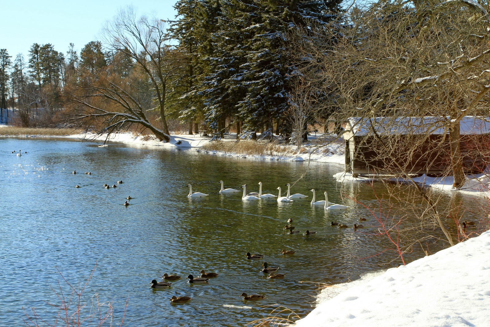 Wings & Wildflowers Swans on Fish Hook Lake