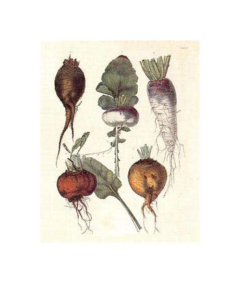 [Turnips-and-Roots-Print-C10359328.jpeg]
