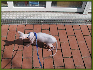 Merlin outside on his harness
