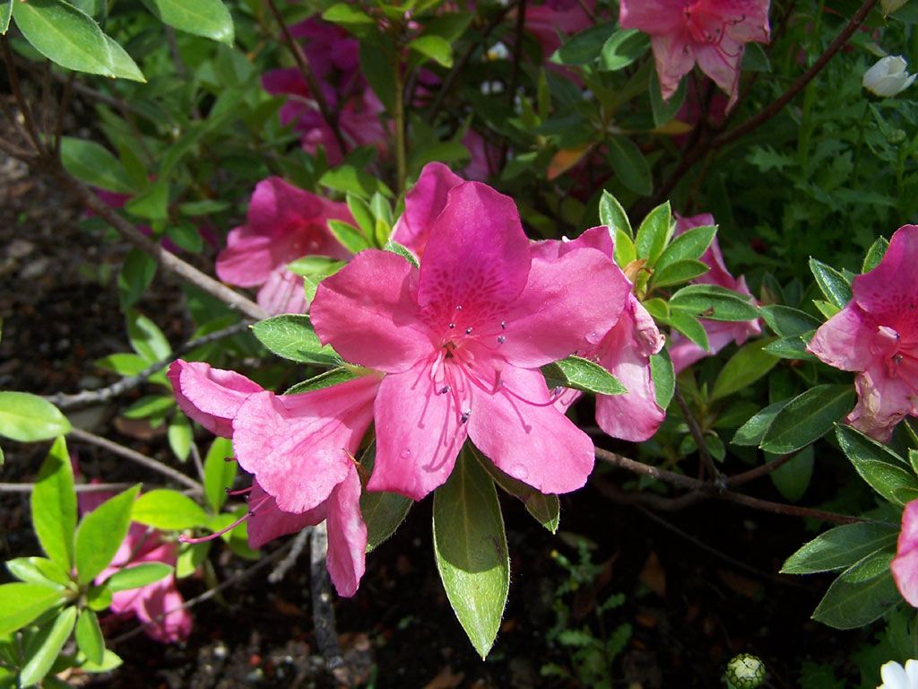 [3867-rhododendron-GSH.jpg]
